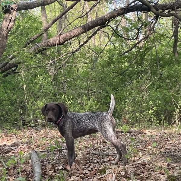 LADY GODIVA, German Shorthaired Pointer Puppy